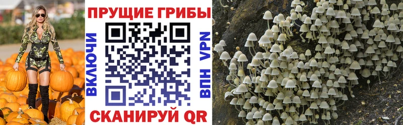 Купить  Можайск  Псилоцибиновые грибы Psilocybine cubensis 